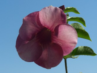 Fleur_hibiscus_ 014.jpg